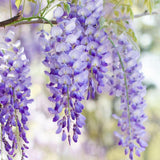 Japanese Wisteria Floribunda Purple Ornamental Vine Climber Seeds – Exquisite Garden Beauty