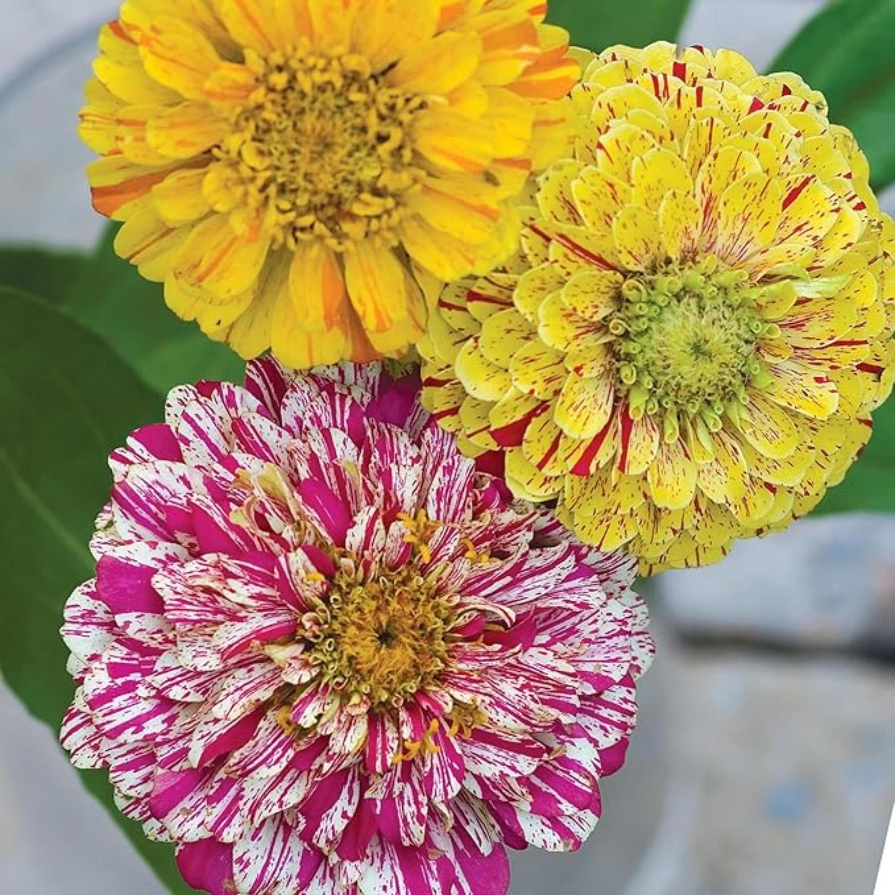 Candy Cane Mix Zinnia Seeds – Non-GMO Heirloom Flowers