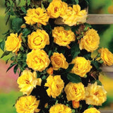 Fragrant Yellow Climbing Rose Live Plant – Well Rooted Rose Bush