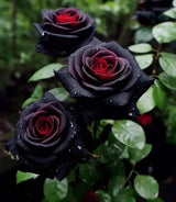 Black Rose Seeds – Rare Heirloom Rosa Flower Seeds for Planting