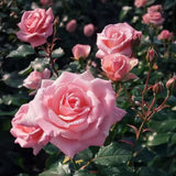 Pink Climbing Rose Seeds – Rare Non-GMO Heirloom