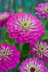 Purple Prince Zinnia Seeds – Non-GMO Heirloom Flowers