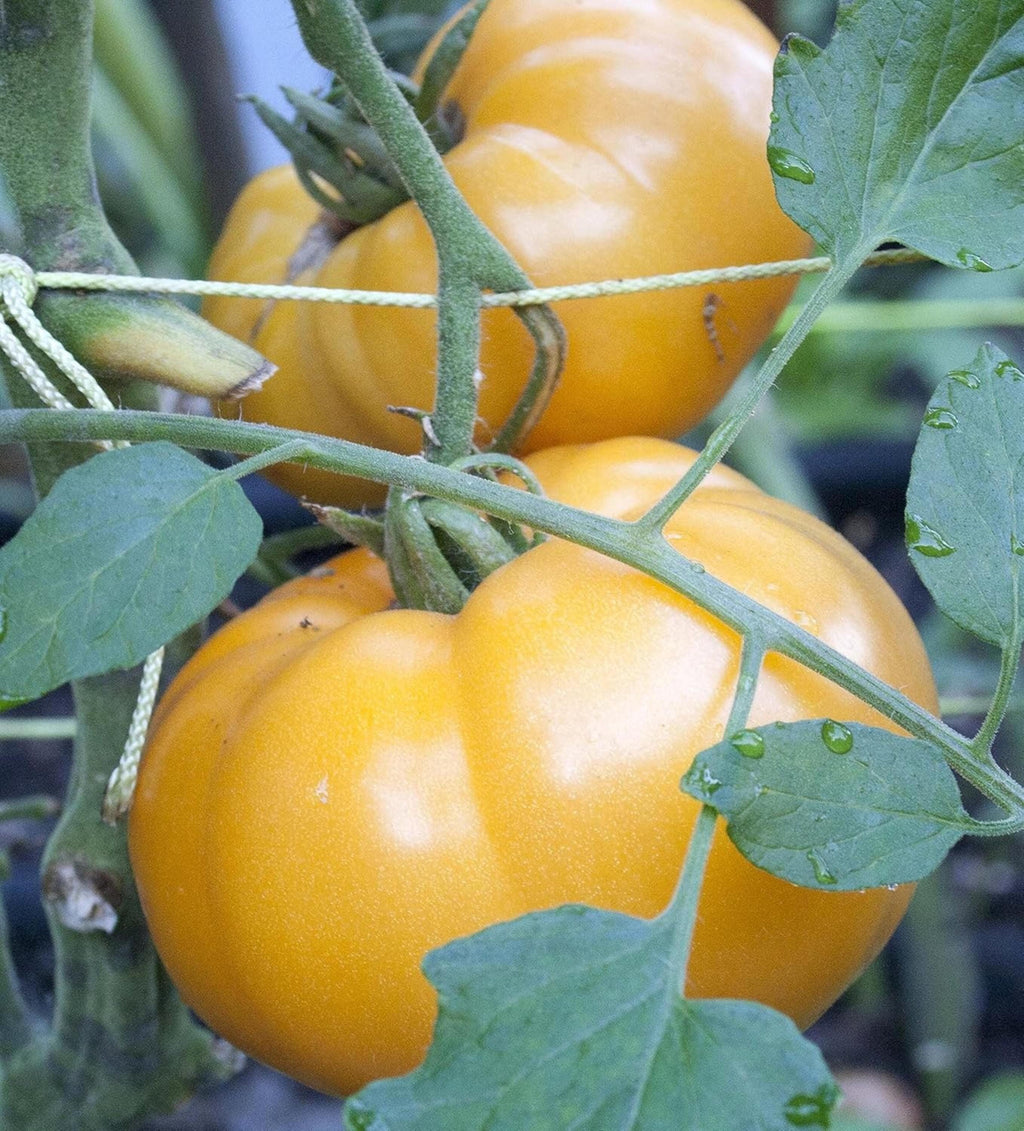 Yellow Brandywine Tomato Seeds – Ohio Heirloom Variety