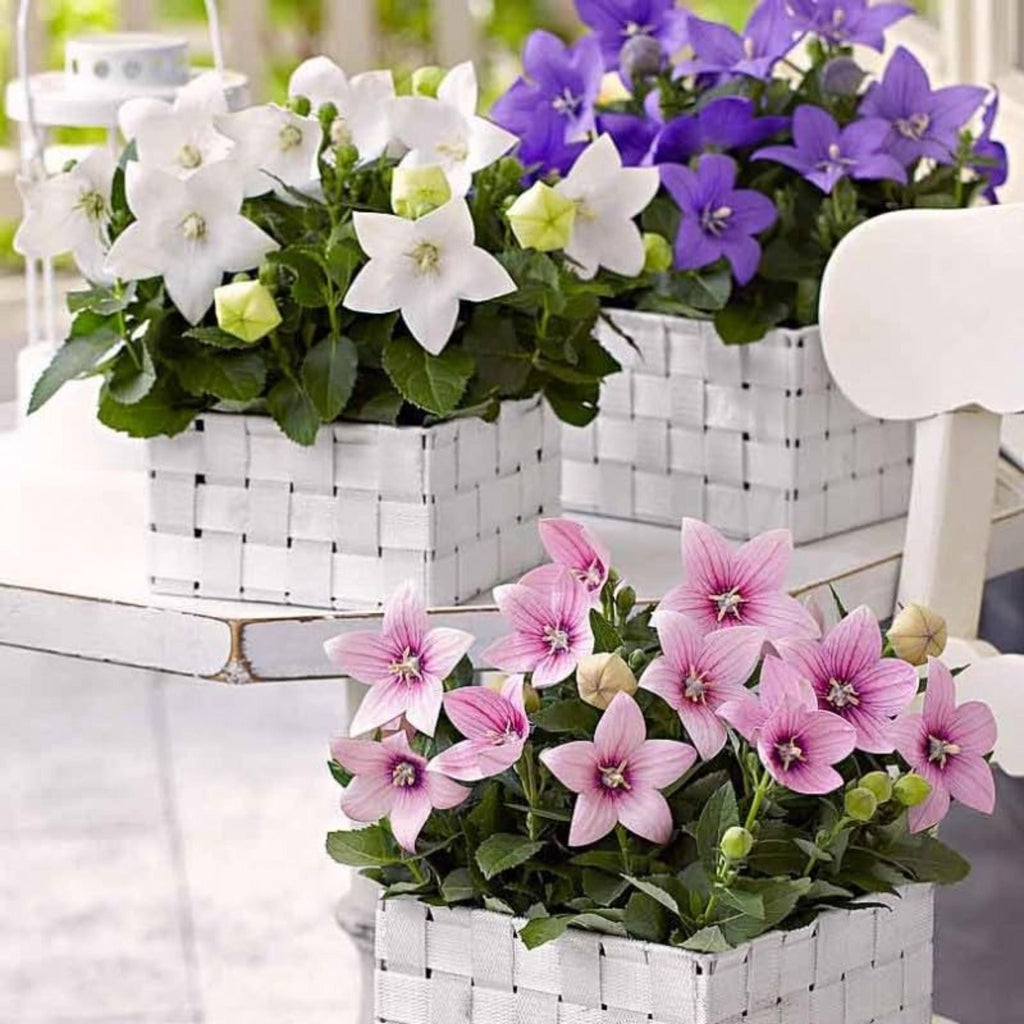 Balloon Flower Mix Seeds – Platycodon Perennial Garden Flowers