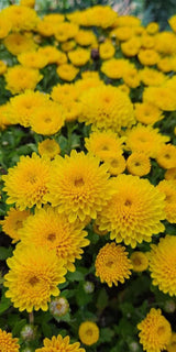 Yellow Isabellina Zinnia Seeds Heirloom Annual Cut Flowers