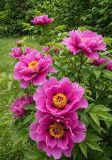 Outsidepride Pink Anemone Seeds, Hardy Perennial Blooms