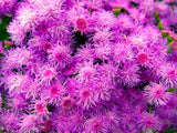 Pink Ageratum Seeds – Floss Flower Non GMO Garden Planting Seeds