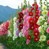 Hollyhock Seeds Bulk Pack | Mixed Color Perennial Flowers