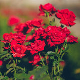 Red Miniature Rose Live Plant | Everblooming Rose