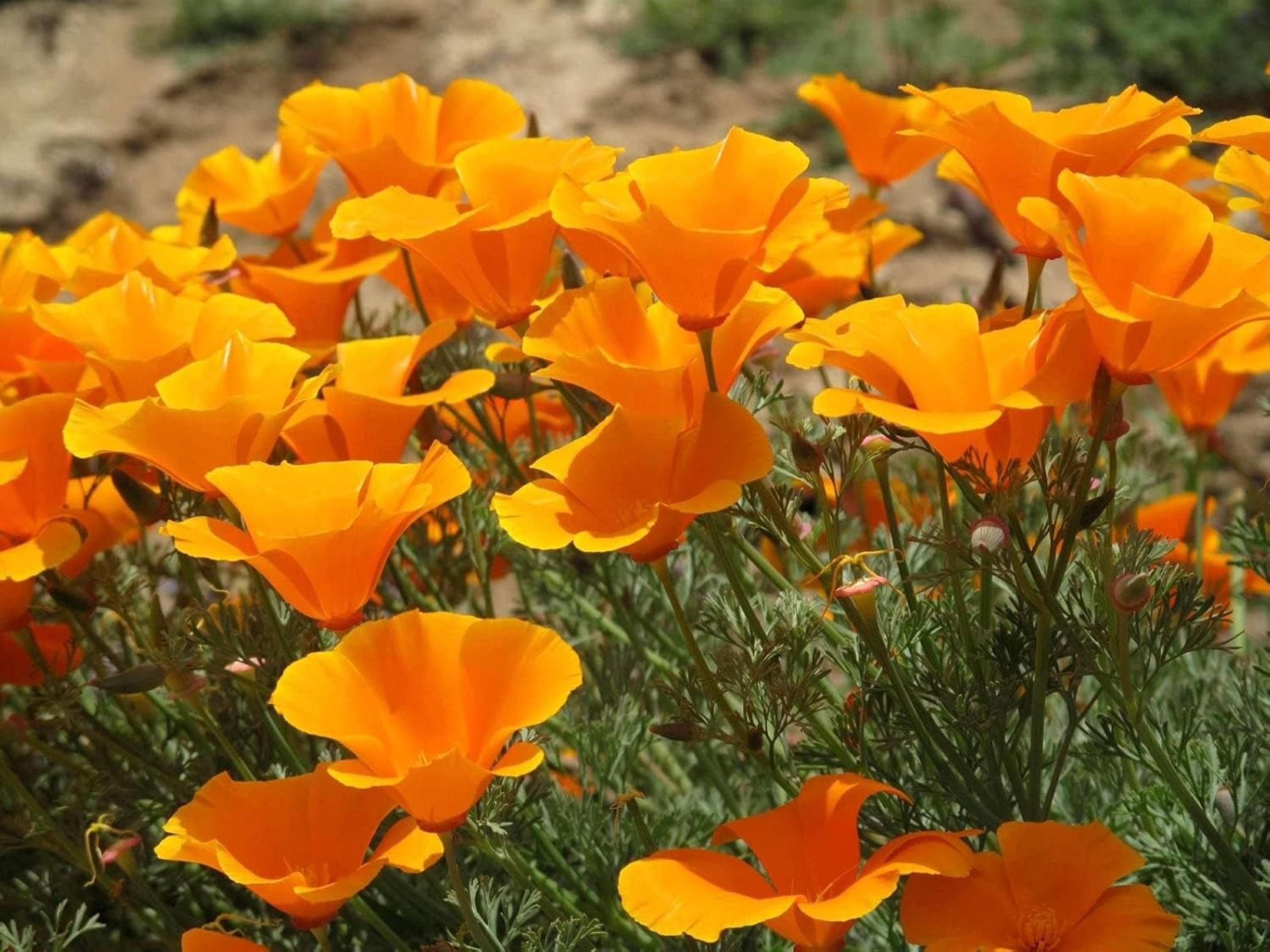 Poppy Seeds for Planting – Eschscholzia Flower Seeds, Grams of High-Quality Seeds