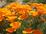Poppy Seeds for Planting – Eschscholzia Flower Seeds, Grams of High-Quality Seeds