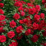 Red Miniature Rose Live Plant | Everblooming Rose