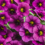 Grape Magic Daylily Bulbs Purple Pink Reblooming