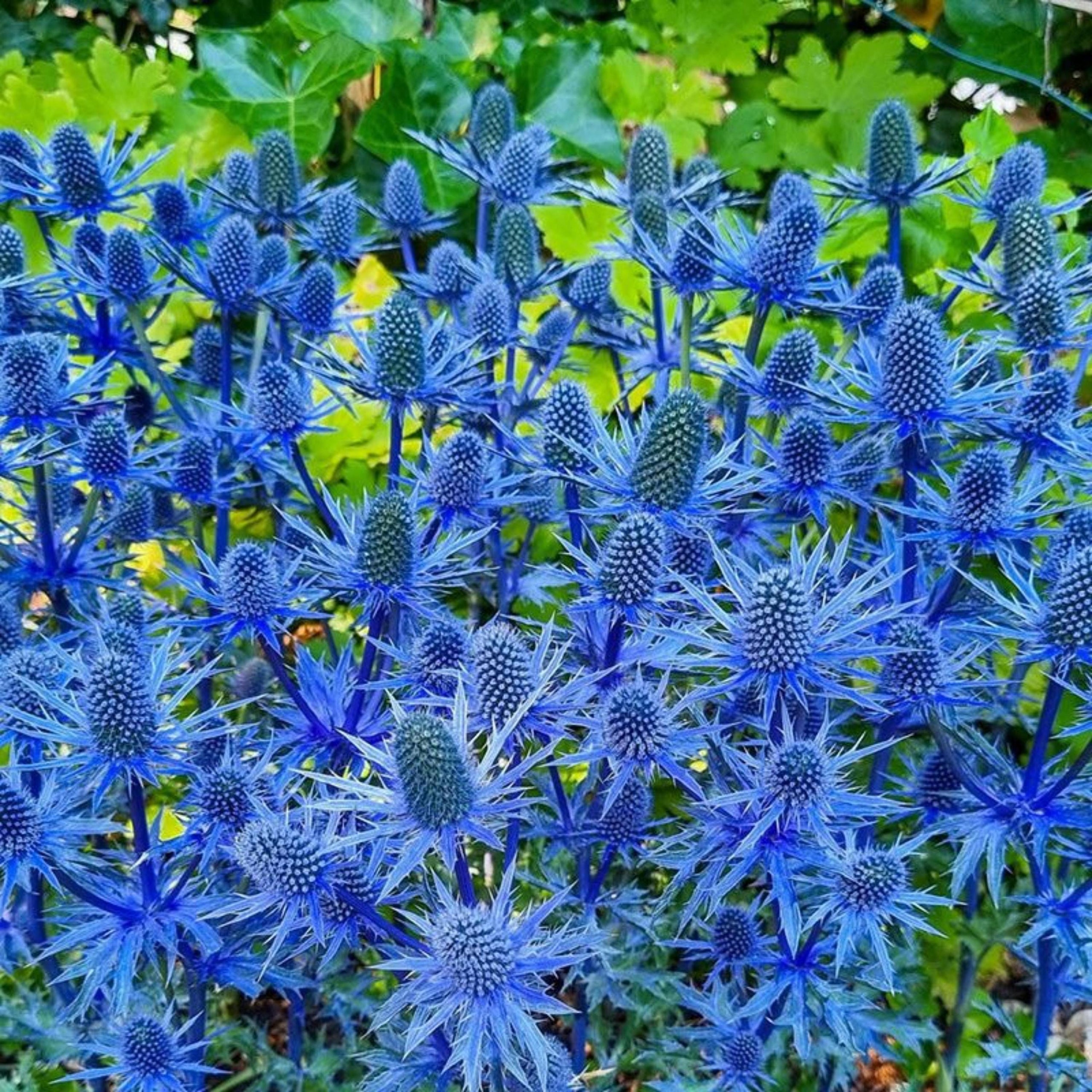 Blue Star Sea Holly Eryngium Seeds | Perennial Indoor & Outdoor Flowers
