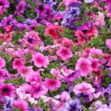 Annual Petunia Flower Seeds for Planting – Heirloom Garden Blooms
