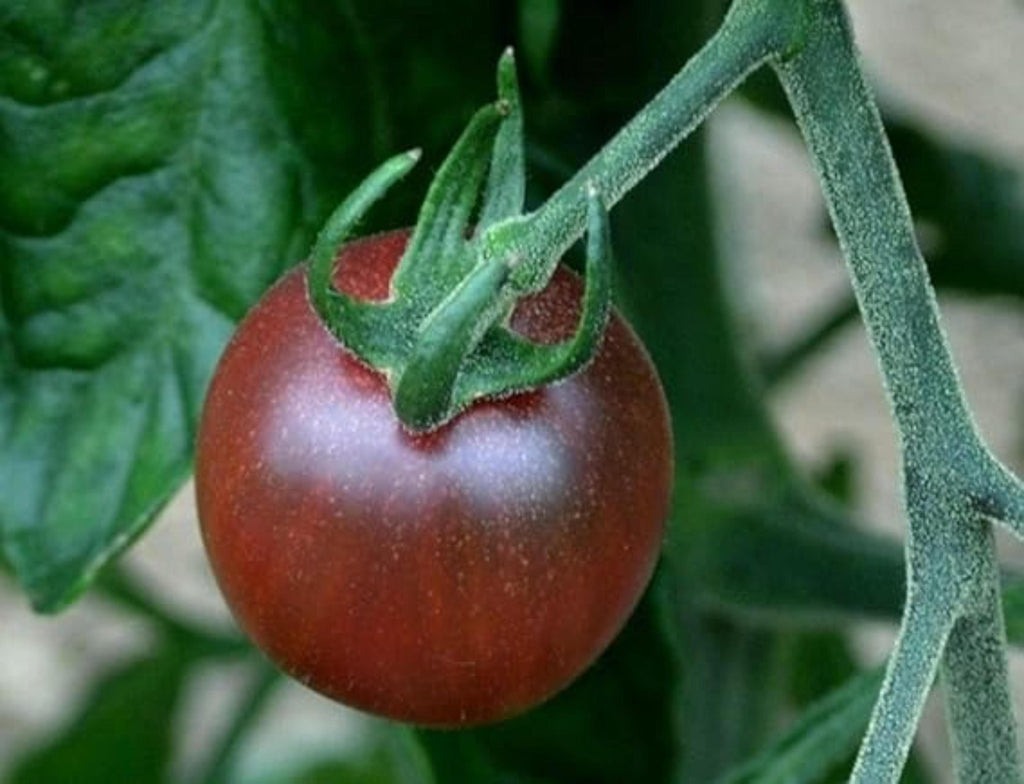 Black Opal Cherry Tomato Seeds – Heirloom Variety