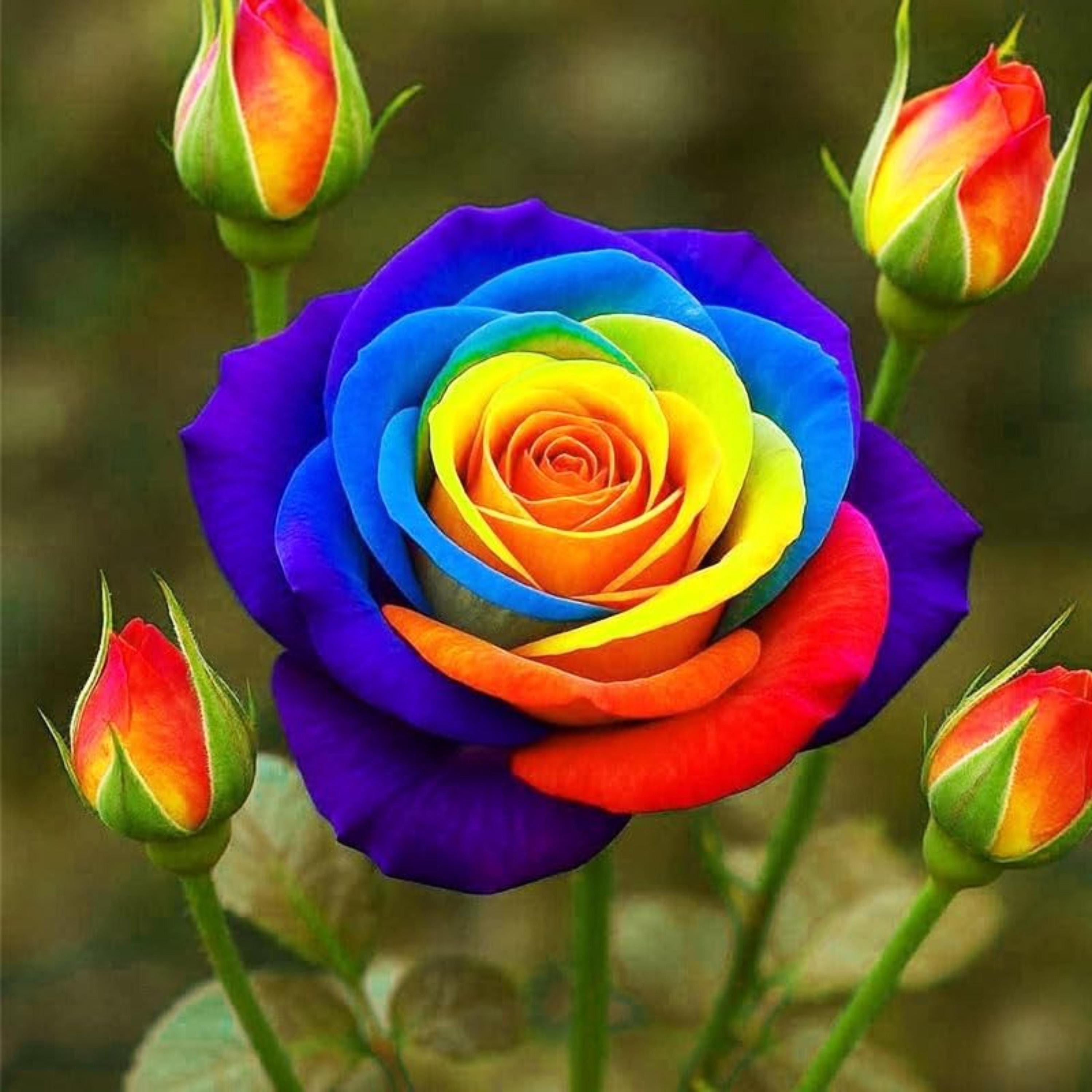 Rainbow Rose Seeds for Planting – Multicolor Garden Flower Mix