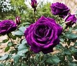 Bonsai Germany Rare Purple Dragon Rose Seeds