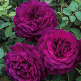 Purple Climbing Rose Live Plant – Fragrant Outdoor Rose Starter