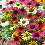 Mixed Color Echinacea Seeds – Perennial Coneflower Garden Flowers