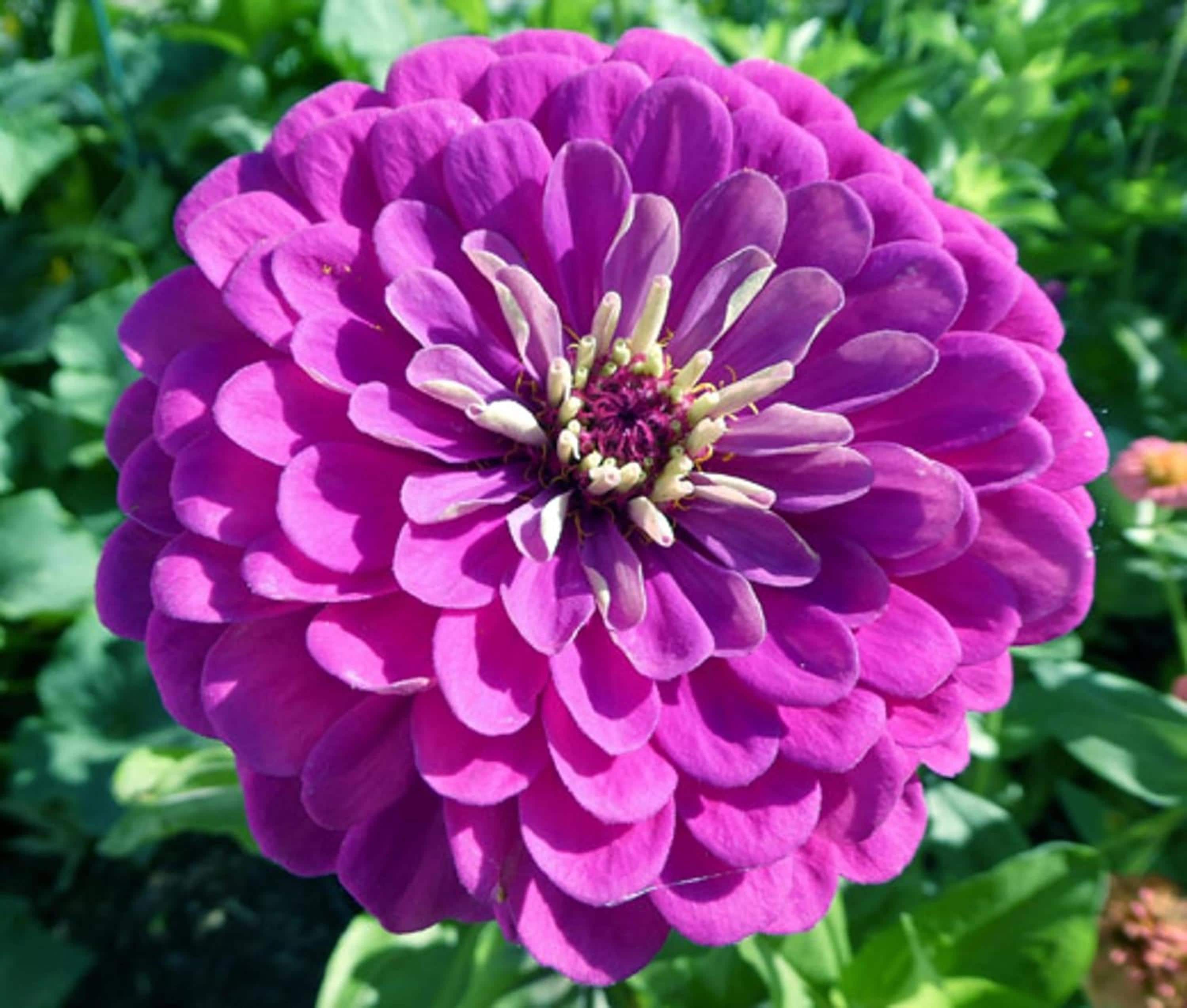 Purple Prince Zinnia Seeds – Non-GMO Heirloom Flowers