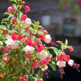 Fuchsia Seeds, Perennial Hanging Flower, Easy Grow