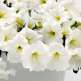 Easy Wave White Petunia Seeds – Trailing Annual for Baskets & Beds