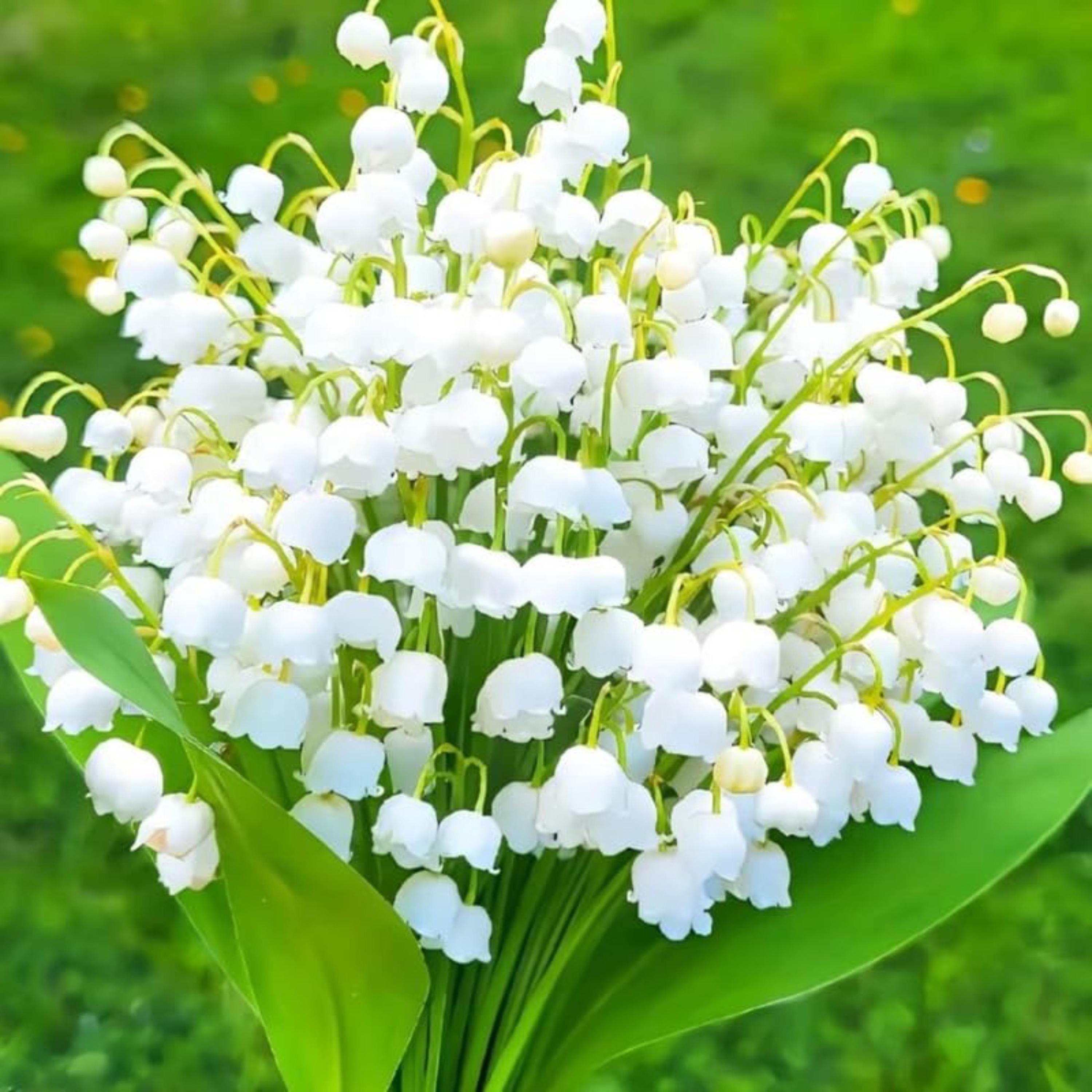 Lily of the Valley Bulbs for Planting – Fragrant White Perennial Flowers