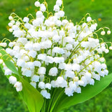 Lily of the Valley Bulbs for Planting – Fragrant White Perennial Flowers