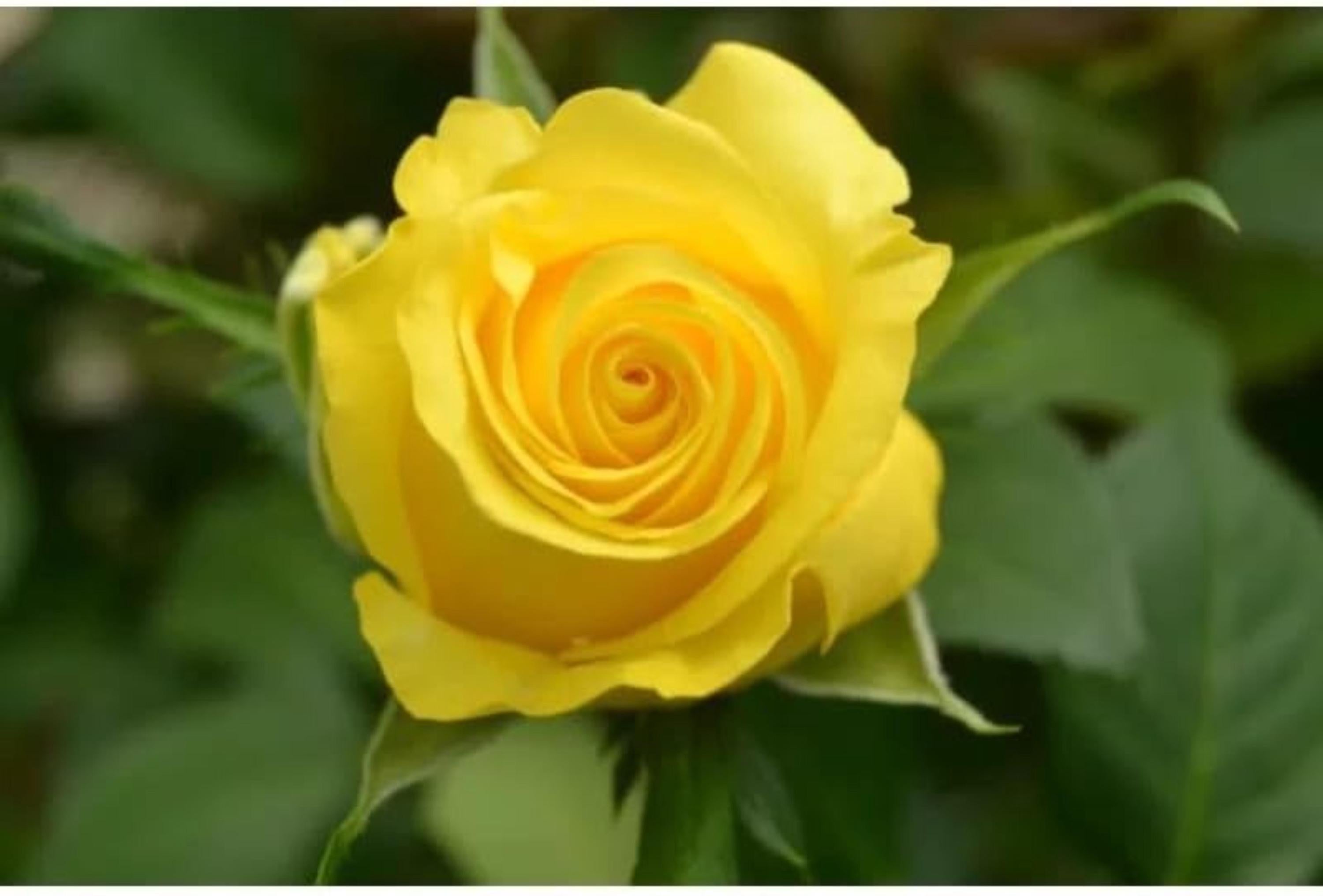 Yellow Rose Seeds – Friendship Symbol Perennial Rosa Bush
