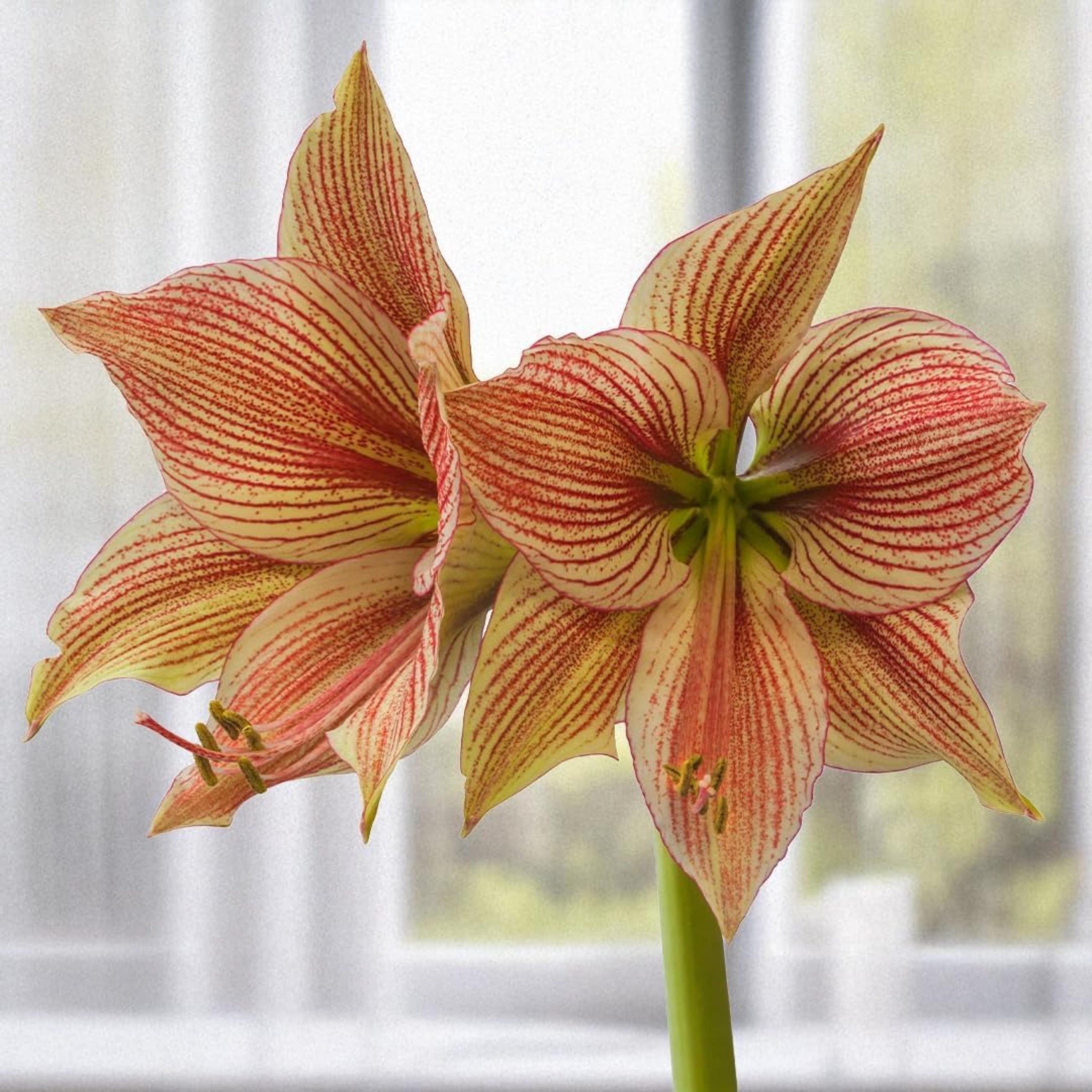 Exotic Star Amaryllis Bulb – Indoor Winter Bloom, Orchid Style Red Green Flower