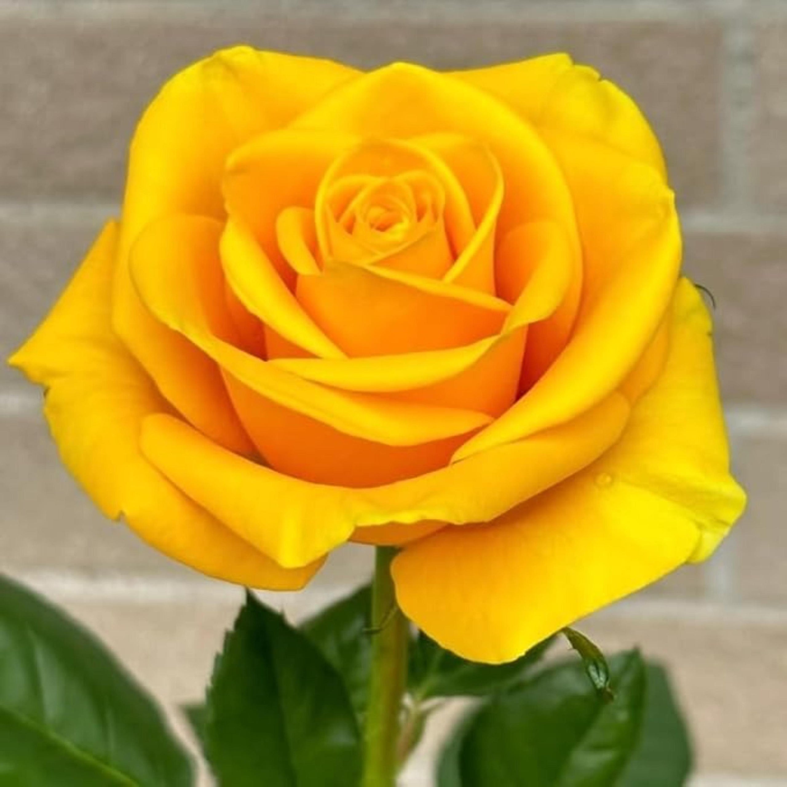 Yellow Rose Seeds – Friendship Symbol Perennial Rosa Bush