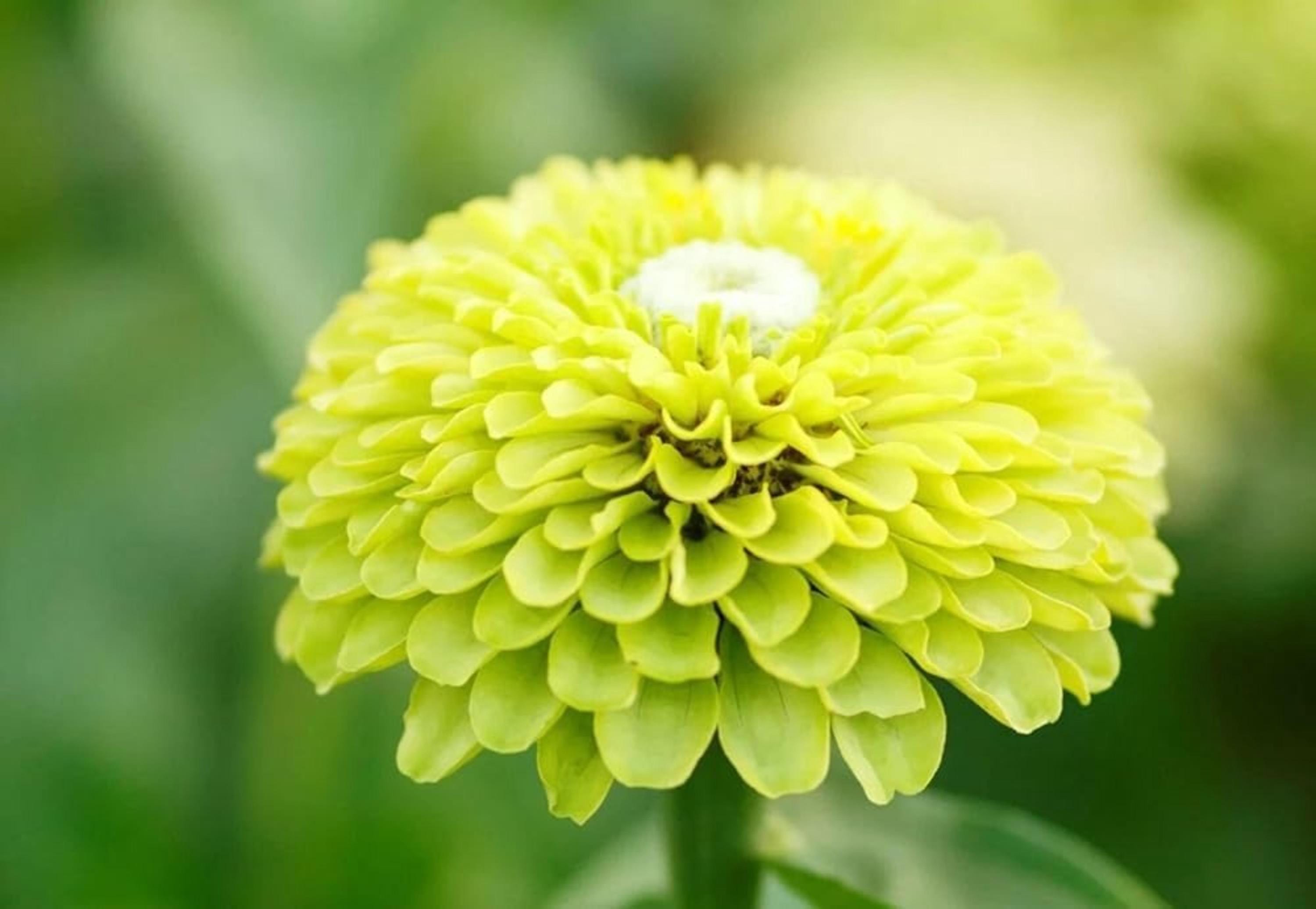 Zinnia Envy Green Seeds – Rare Chartreuse Flowers, Non-GMO, Butterfly Friendly
