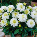 Opera White Dahlia Seeds – Annual Cut Flower for Containers & Gardens