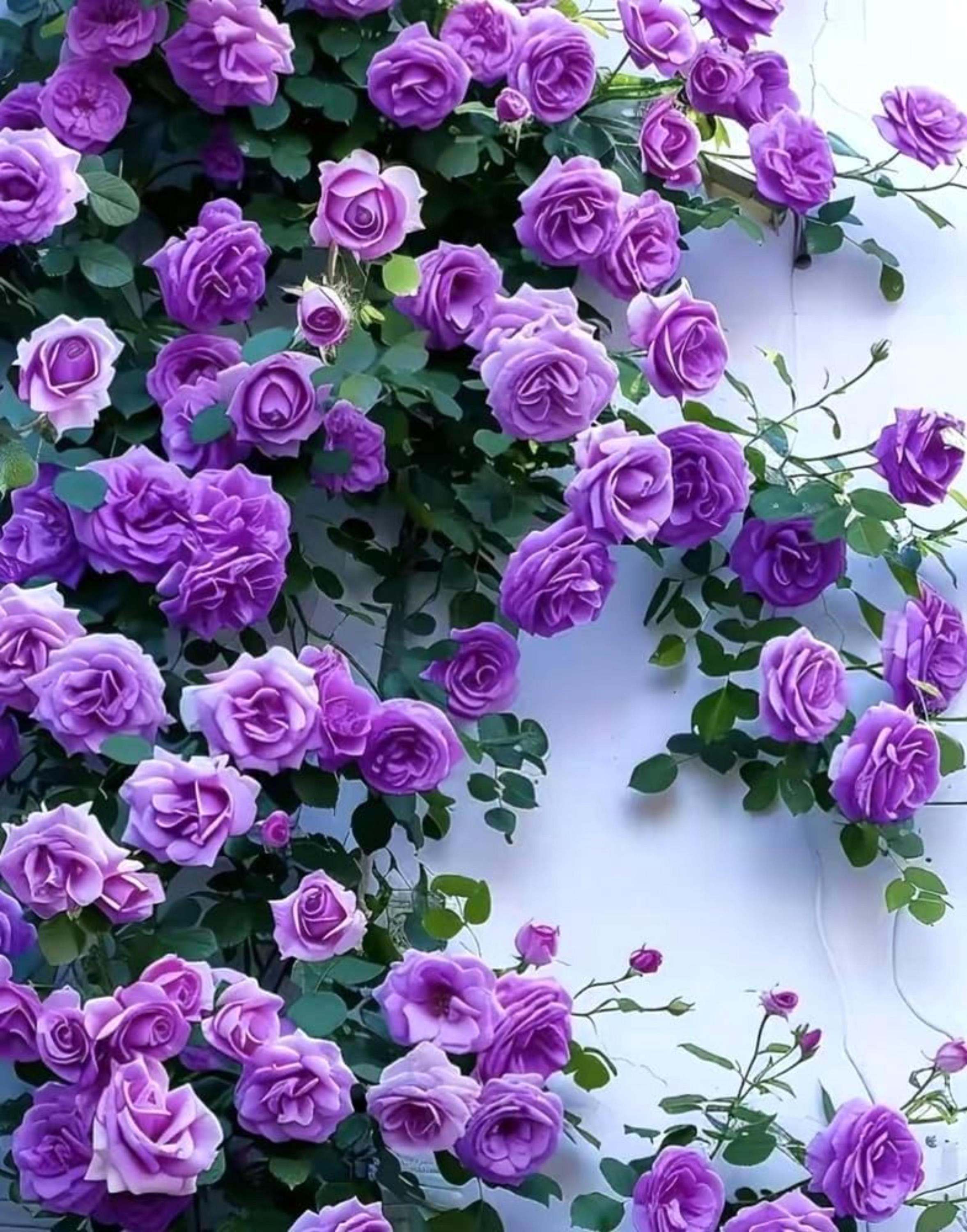 Purple Climbing Rose Seeds, Rare Heirloom, Non-GMO