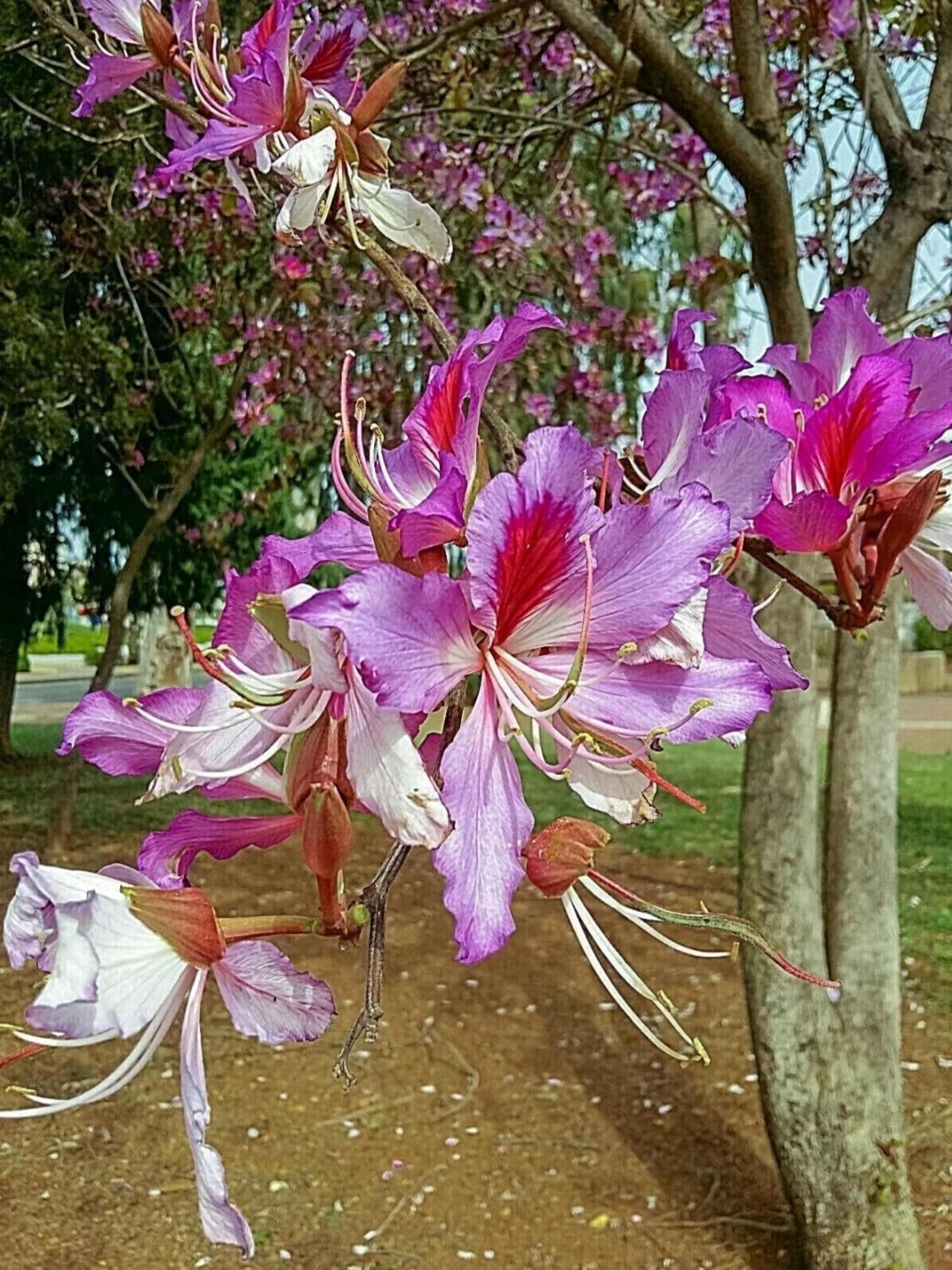 Bauhinia Orchid Tree Seeds – Butterfly Tree Heirloom