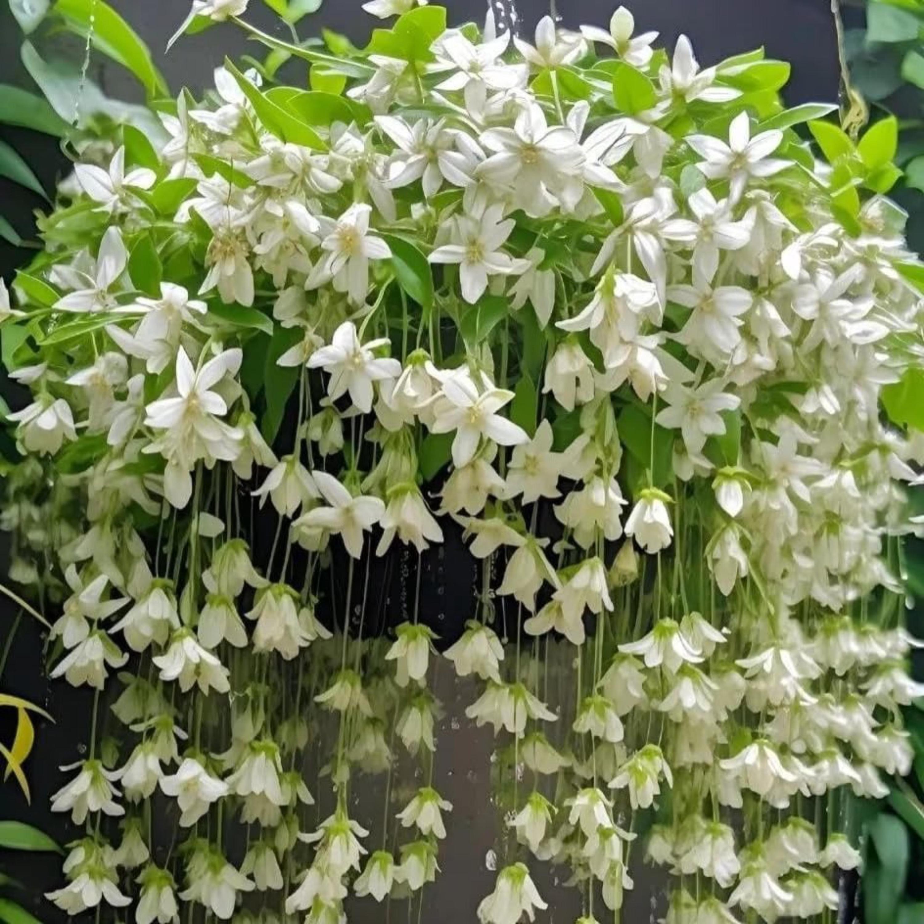 Climbing Weeping Jasmine Seeds for Planting | Fragrant Perennial Flower Vine