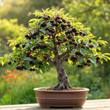 Dwarf Bonsai Black Cherry Tree Live Seedling