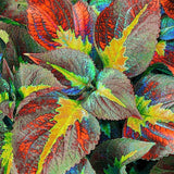 Coleus Seeds  Mixed Heirloom  Non-GMO Rainbow Garden & Indoor Plants